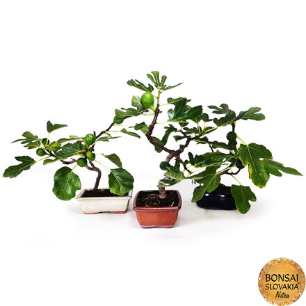 BONSAI: FIGOVNÍK, 30-40 cm