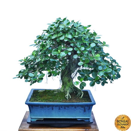 BONSAI: FICUS RETUSA, PANDA 78 cm