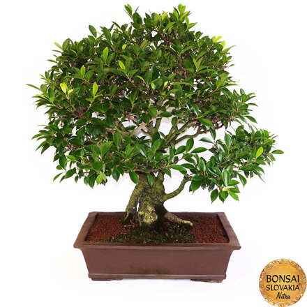 BONSAI: FICUS RETUSA, 80 cm