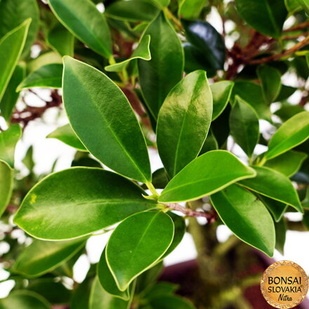 BONSAI: FICUS RETUSA, 80 cm