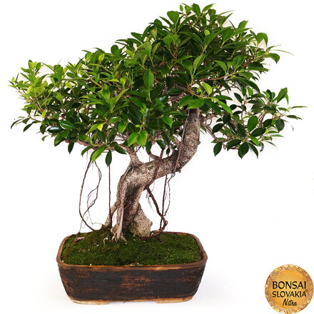 BONSAI: FICUS RETUSA, 87cm