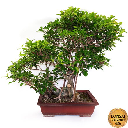 BONSAI: FICUS RETUSA, 90cm