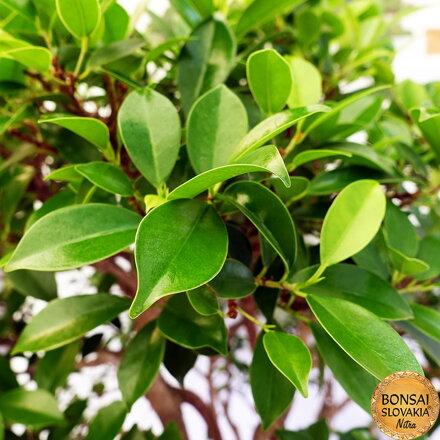 BONSAI: FICUS RETUSA, 90cm