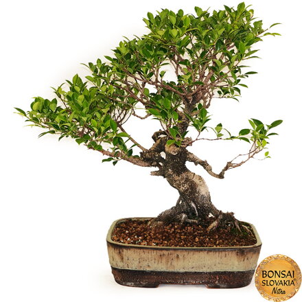 BONSAI: FICUS RETUSA, 64cm