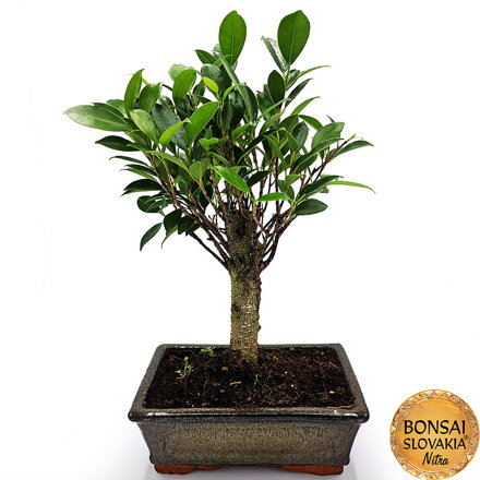 BONSAI: FICUS RETUSA, 32-35cm