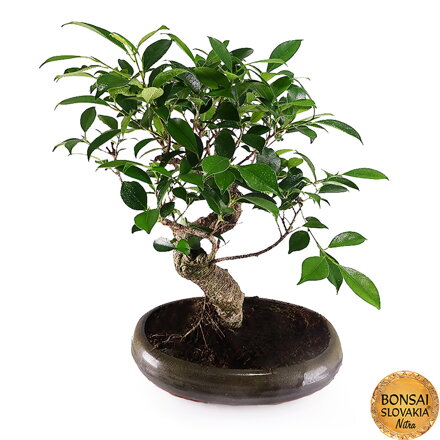 BONSAI: FICUS RETUSA, 44cm