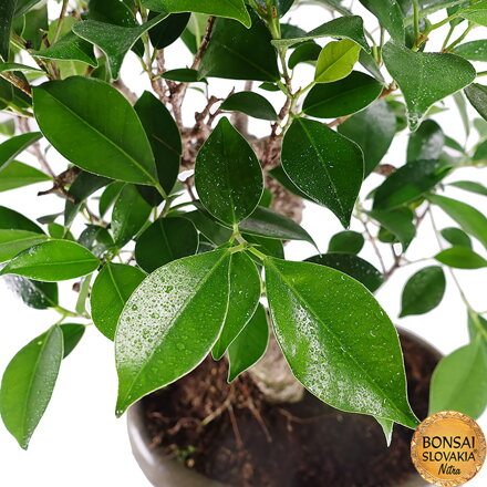 BONSAI: FICUS RETUSA, 44cm