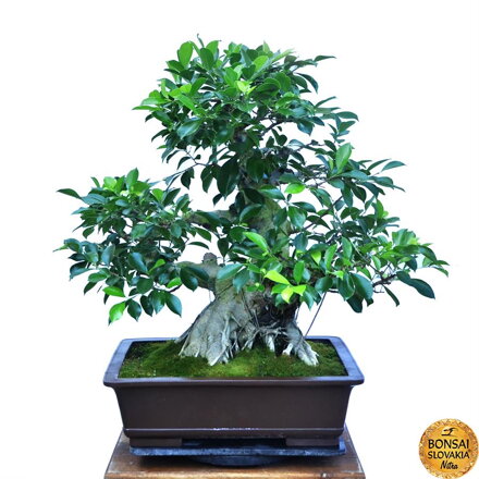 BONSAI: FICUS RETUSA, 93 cm