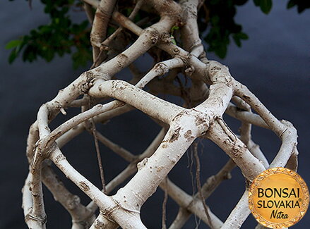 BONSAI: FICUS RETUSA, 200 cm