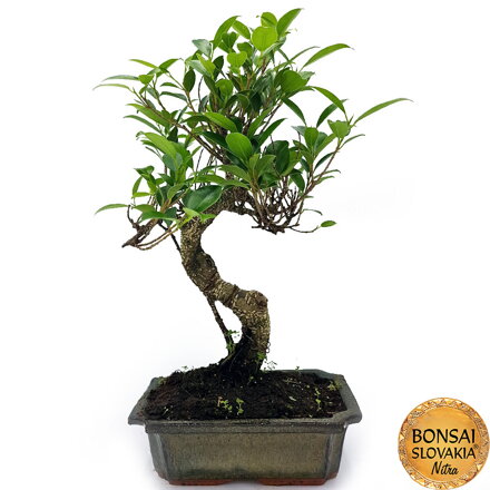 BONSAI: FICUS RETUSA, 36-40cm