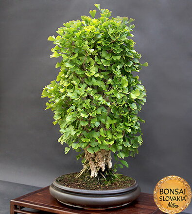 BONSAI: GINKGO BILOBA 85cm