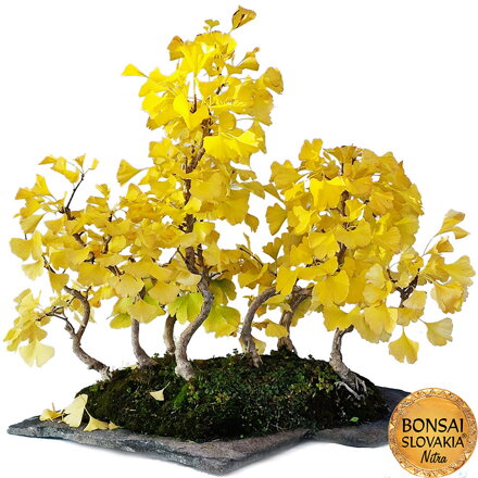 BONSAI: GINKGO BILOBA - SCENÉRIA NA KAMENI 83cm