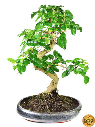 BONSAI: LIGUSTRUM SINENSE, 35-40 cm