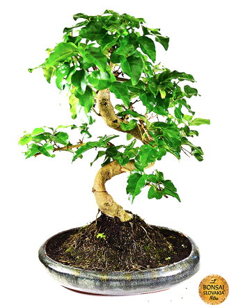 BONSAI: LIGUSTRUM SINENSE, 35-40 cm