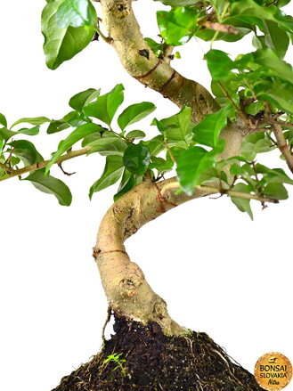 BONSAI: LIGUSTRUM SINENSE, 35-40 cm