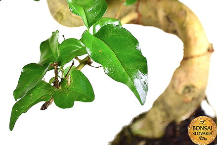 BONSAI: LIGUSTRUM SINENSE, 35-40 cm