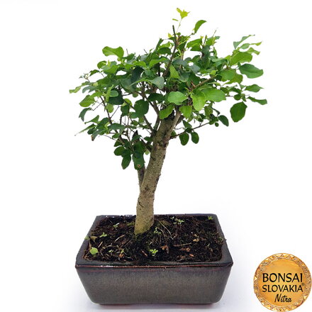 BONSAI: LIGUSTRUM SINENSE 26-30cm