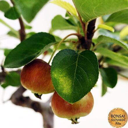 BONSAI: JABLOŇ, MALUS HALLIANA 40cm