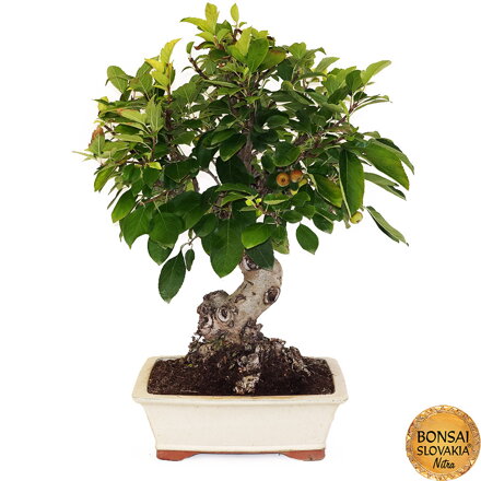 BONSAI: JABLOŇ, MALUS HALLIANA 70cm