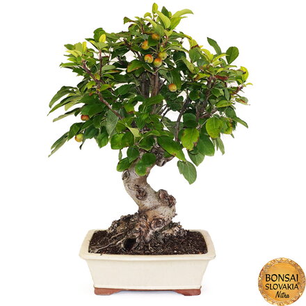 BONSAI: JABLOŇ, MALUS HALLIANA 70cm
