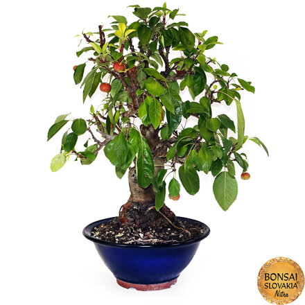 BONSAI: JABLOŇ, MALUS HALLIANA 60cm