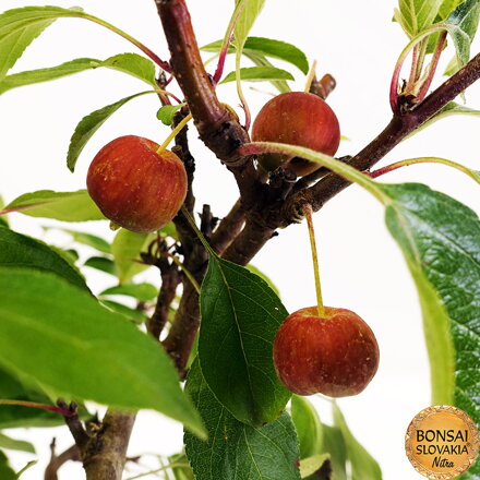 BONSAI: JABLOŇ, MALUS HALLIANA 60cm