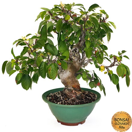 BONSAI: JABLOŇ, MALUS HALLIANA 61cm