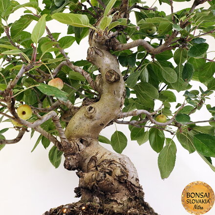 BONSAI: JABLOŇ, MALUS HALLIANA 69cm