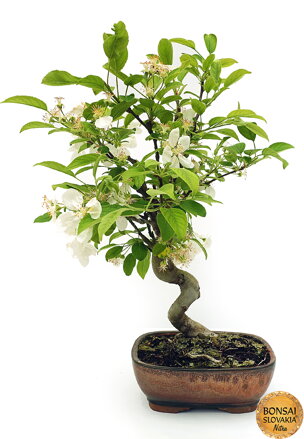 BONSAI: JABLOŇ, MALUS HALLIANA 47 cm
