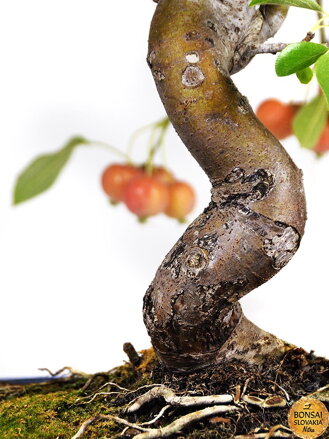 BONSAI: JABLOŇ, MALUS HALLIANA 55 cm