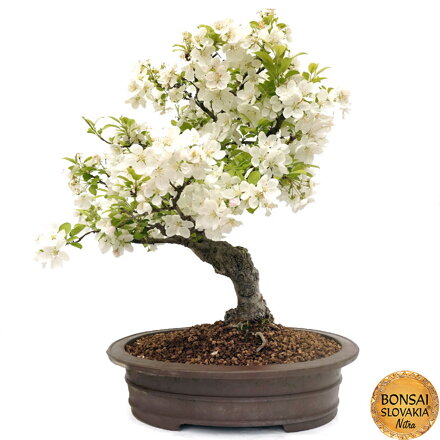 BONSAI: JABLOŇ, MALUS HALLIANA 67 cm