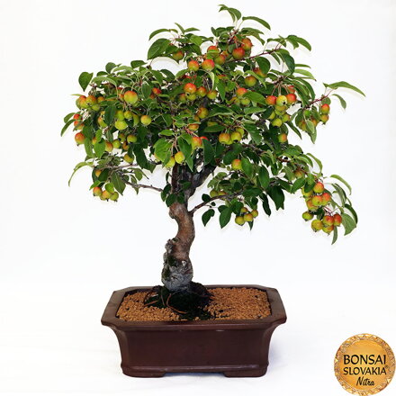 BONSAI: JABLOŇ, MALUS HALLIANA 75cm