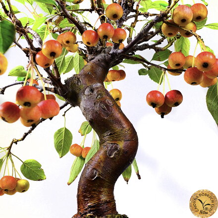 BONSAI: JABLOŇ, MALUS HALLIANA 50cm