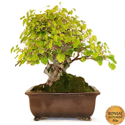 BONSAI: MORUŠA 80cm