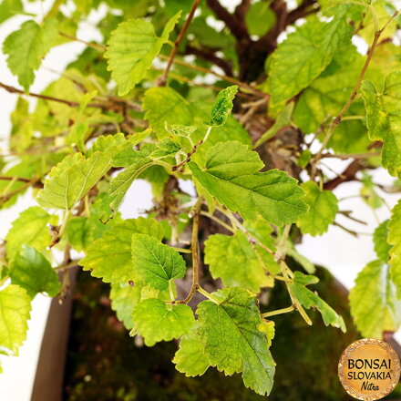 BONSAI: MORUŠA 80cm
