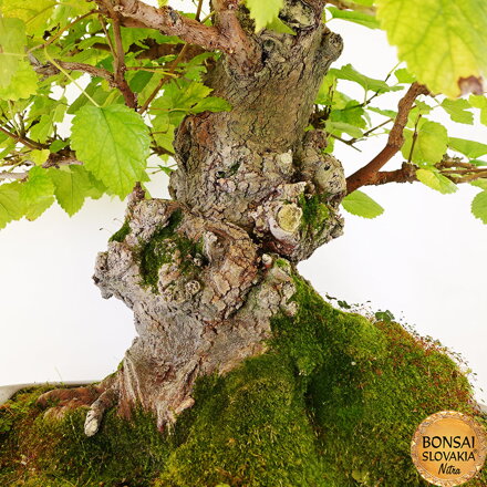 BONSAI: MORUŠA 80cm