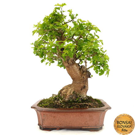BONSAI: MORUŠA 70 cm