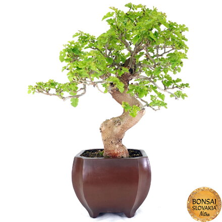 BONSAI: MORUŠA 70 cm