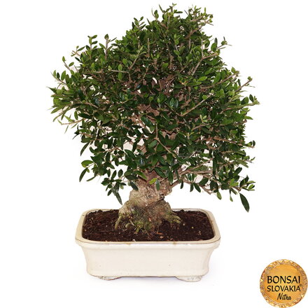 BONSAI: HORSKÁ OLIVA 50cm
