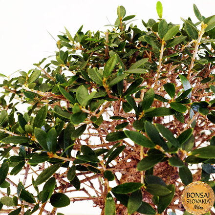 BONSAI: OLIVA 60cm