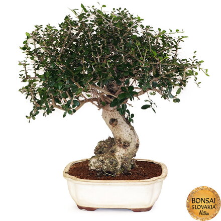 BONSAI: OLIVA 55cm