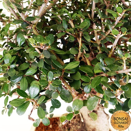 BONSAI: OLIVA 55cm