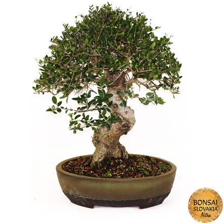 BONSAI: OLIVA 58cm