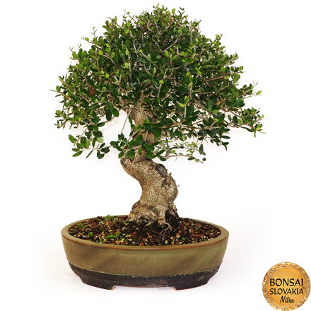 BONSAI: OLIVA 58cm