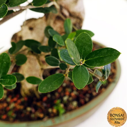 BONSAI: OLIVA 58cm