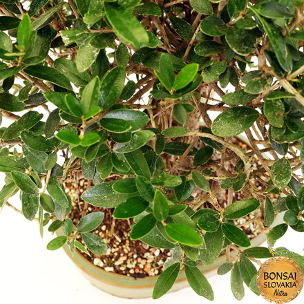 BONSAI: OLIVA 54cm