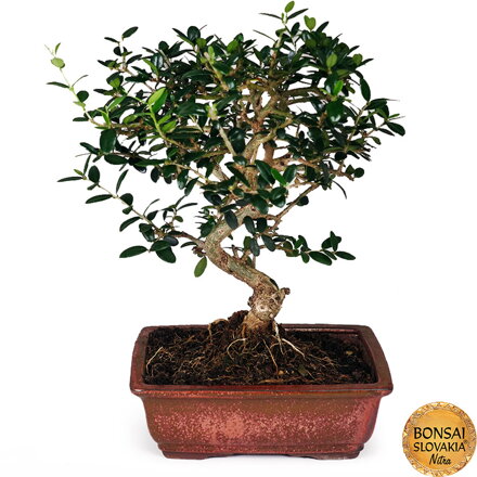 BONSAI: OLIVA, OLEA EUROPAEA SYLVESTRIS 35-40cm