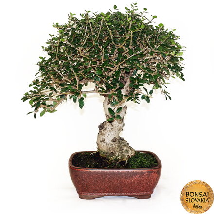 BONSAI: OLIVA, OLEA EUROPAEA SYLVESTRIS 55cm