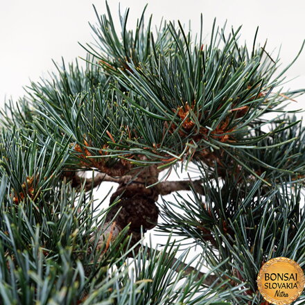 GOYO-MATSU,  PINUS PARVIFLORA 45 cm