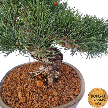 GOYO-MATSU,  PINUS PARVIFLORA 45 cm